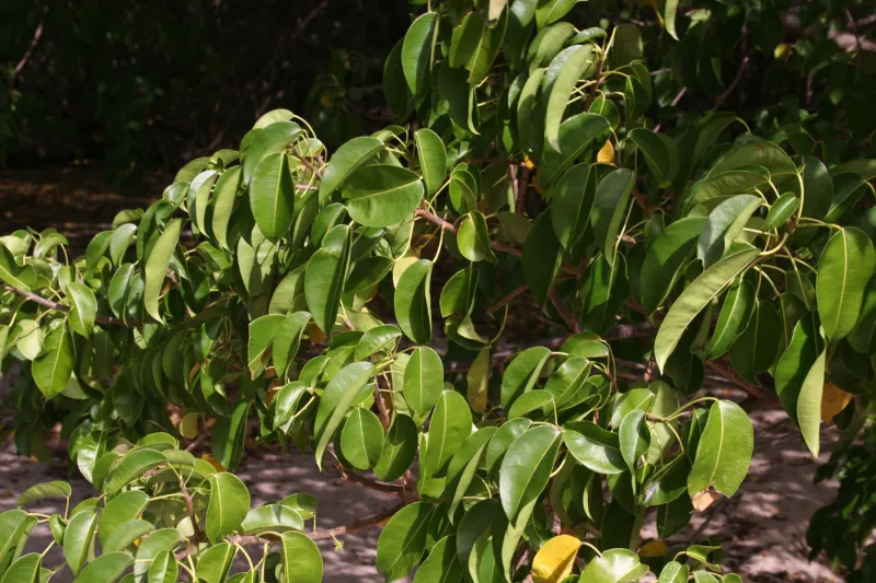 أخطر شجرة في العالم .. حتى ظلها سام