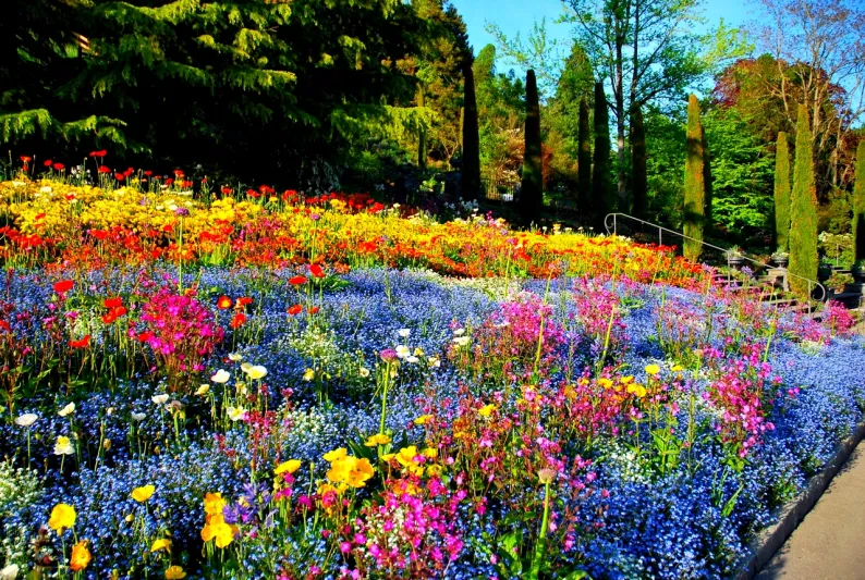 جزيرة مايناو في المانيا حديقة للزهور النادرة