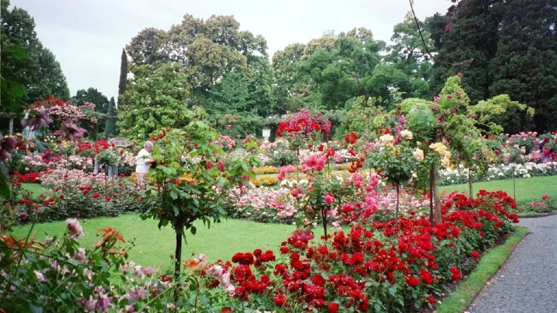 جزيرة مايناو في المانيا حديقة للزهور النادرة