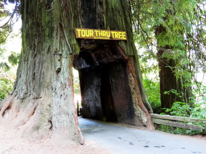 اكبر شجرة في العالم تتسع لمرور سيارة