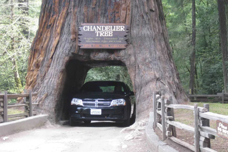 اكبر شجرة في العالم تتسع لمرور سيارة