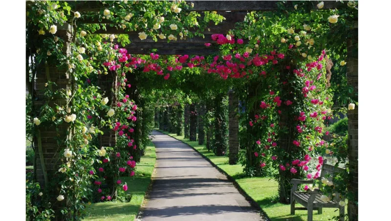 معرض الزهور في تشلسي ..جنة تفوح عطراً