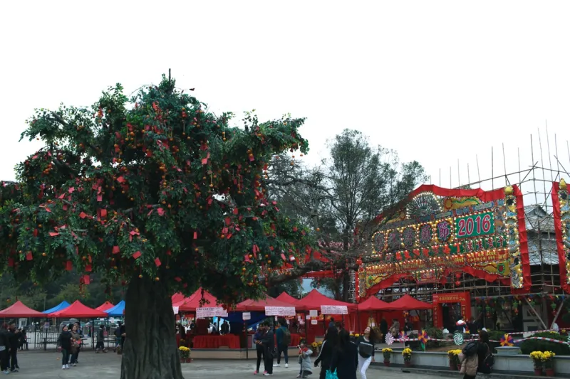 شجرة الأمنيات في لام تسوين ...اطلب وتمنَّ!!