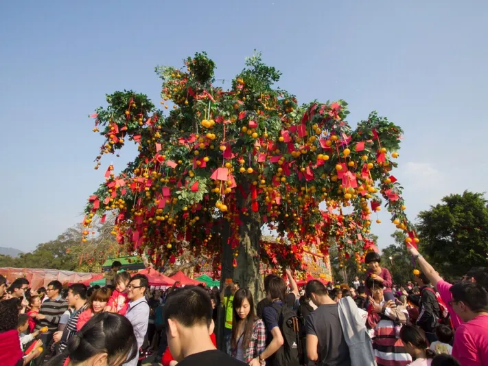 شجرة الأمنيات في لام تسوين ...اطلب وتمنَّ!!