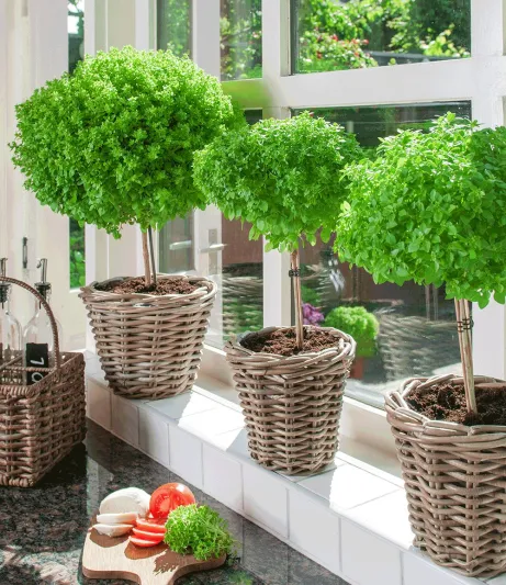 الحبق وفوائده كنز اخضر 