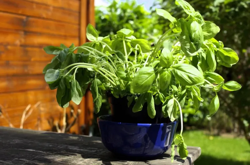 الحبق وفوائده كنز اخضر 