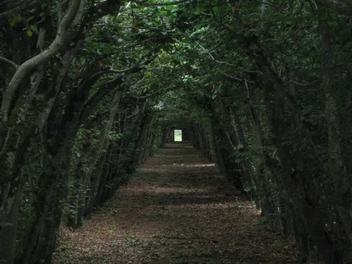 في الغابات السوداء للون الأسود كلام آخر