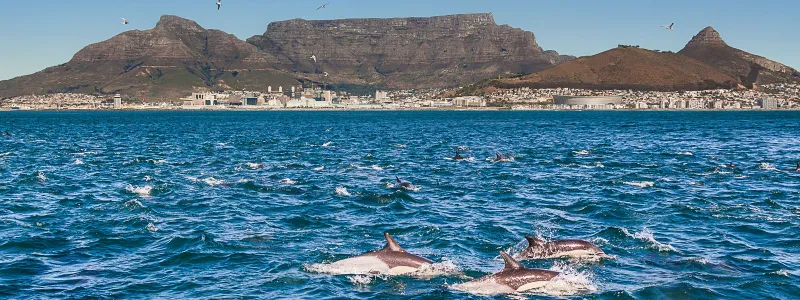 كيب تاون والكثير من المناطق الزاخرة بالدهشة