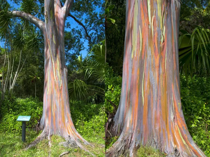 أشجار اليوكاليبتوس ألوانٌ تخطف الألباب 