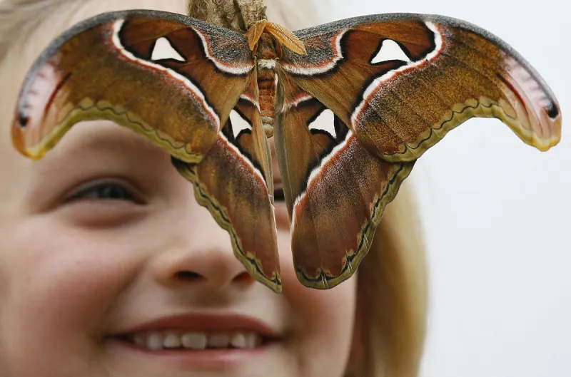 معرض الفراشات يجذب الصغار والكبار في لندن