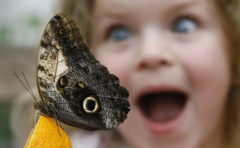 معرض الفراشات يجذب الصغار والكبار في لندن