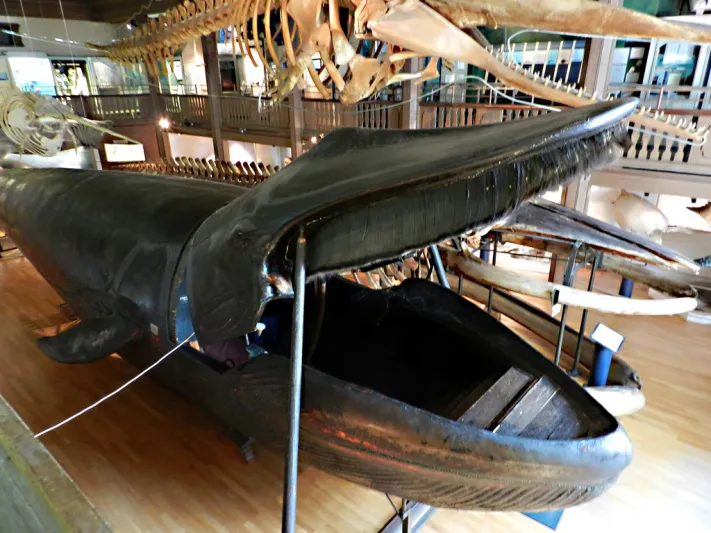 حوت مالم جلسة داخل الحوت 