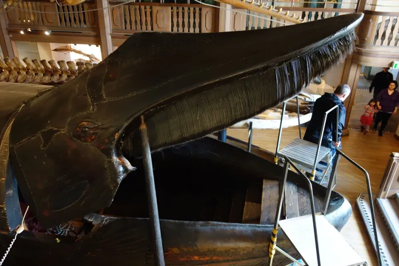 حوت مالم جلسة داخل الحوت 