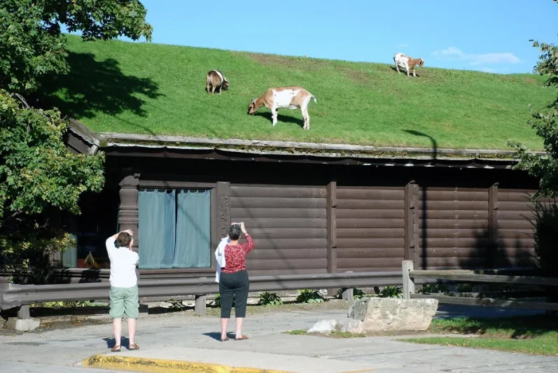 مطعم التيوس في منطقة دور باي في وسكنسن أمريكا