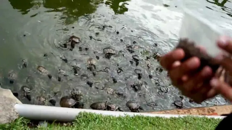 متحف السلاحف الحية متحف للسلاحف فقط