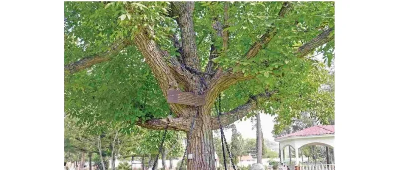 الشجرة المعتقلة في بيشاور لغز يدفعك للزيارة