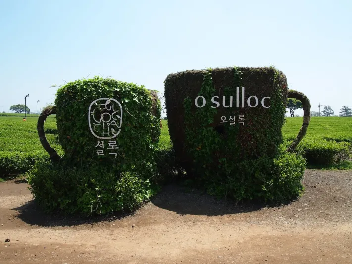 جزيرة جيجو واستقبال الشاي الأخضر