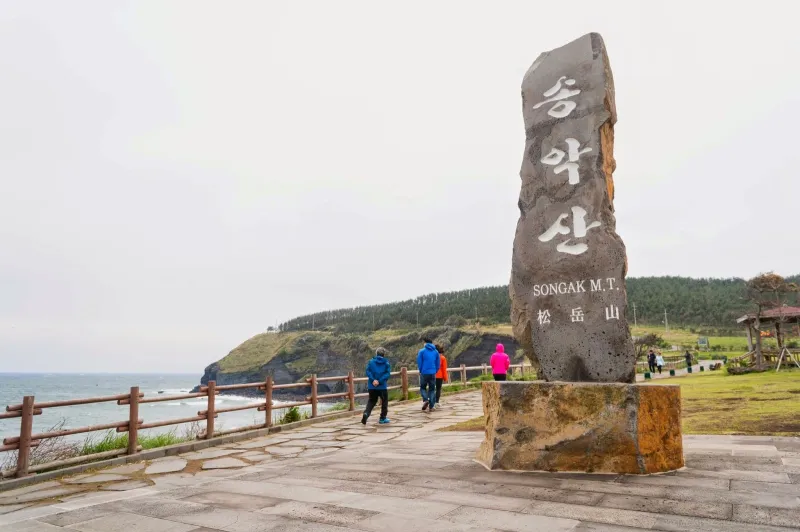 جزيرة جيجو واستقبال الشاي الأخضر