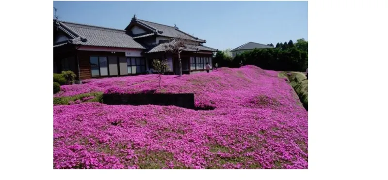 زوج محب يزرع حقلا من عبق الزهور لزوجته العمياء