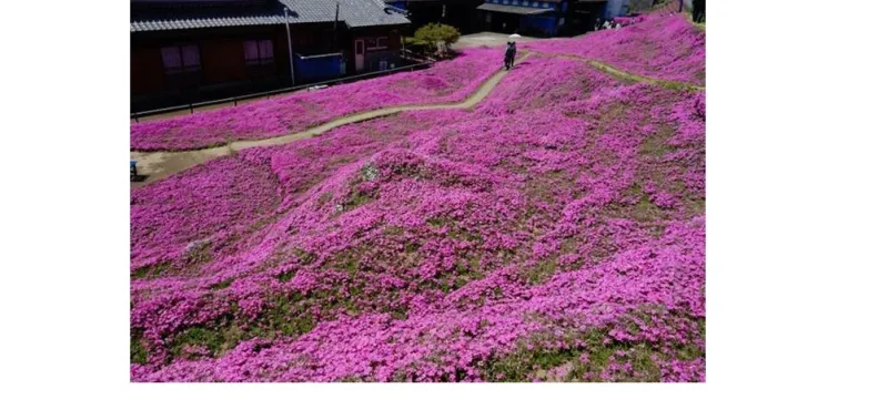 زوج محب يزرع حقلا من عبق الزهور لزوجته العمياء