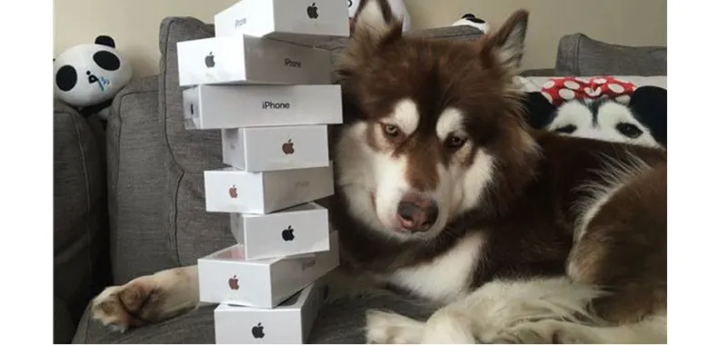 ثري يشتري 8 هواتف آيفون 7  لكلبه