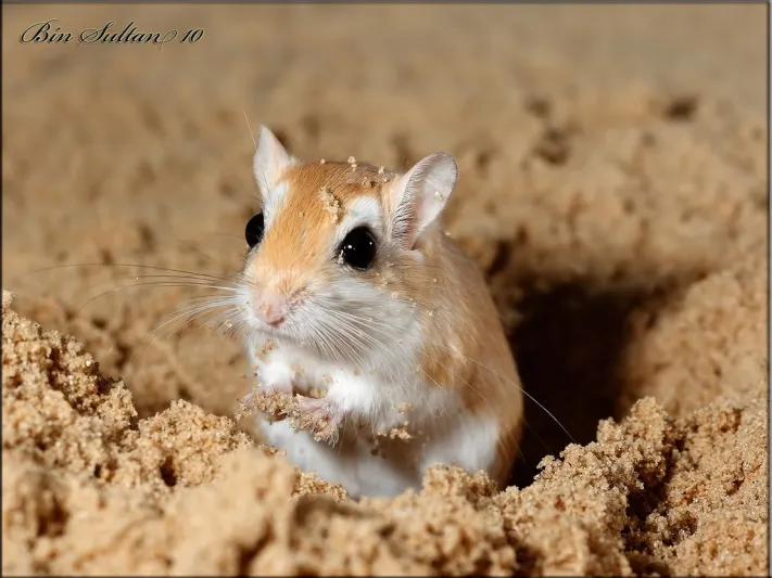 لماذا الجربوع لا يشرب الماء.. تعرف على هذا الحيوان الغريب