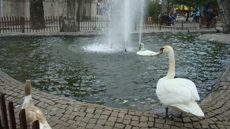 كوغولو والأوز يملأ المكان 