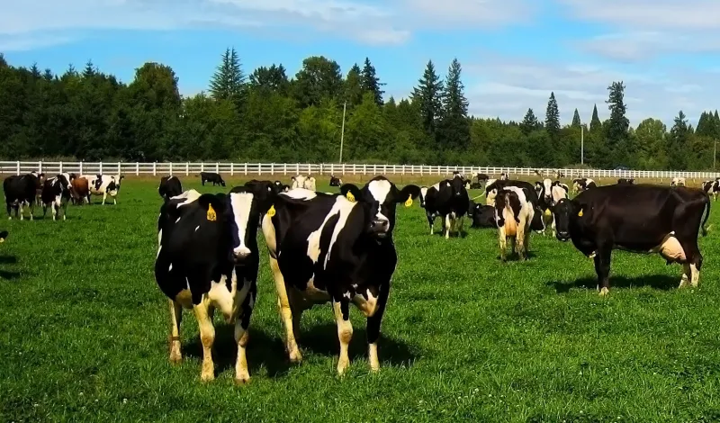 مزرعة تطعم الأبقار شوكولاتة لتحسين جودة اللحوم