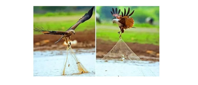 صور لطائر الحدأة الذي وصفه الرسول بفاسق وهو يسرق سمك الصياد