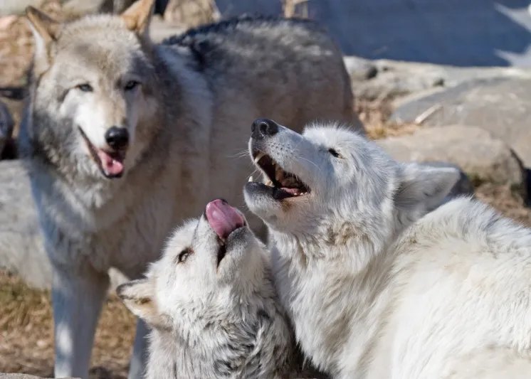 محمية الذئاب البرية