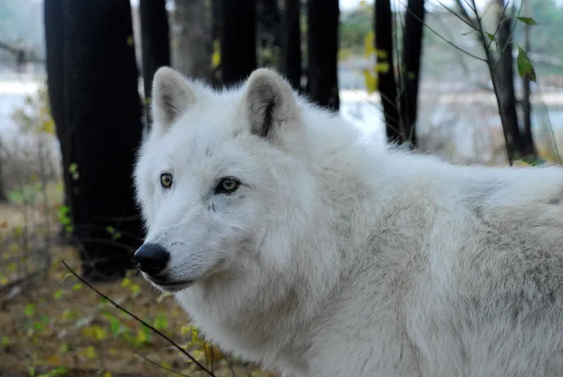 محمية الذئاب البرية