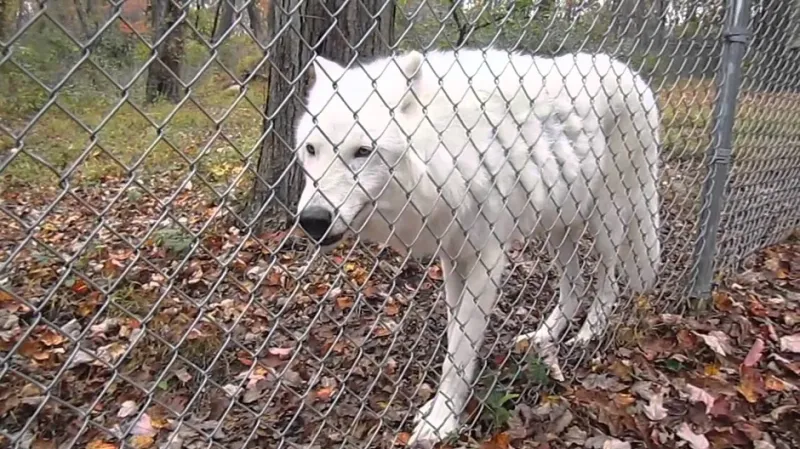 محمية الذئاب البرية