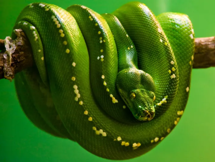 فيديو| هل رأيت من قبل ثُعبان برأسين؟