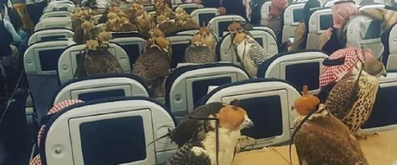 قصة الصقور المسافرة من السعودية إلى أمريكا على متن طائرة