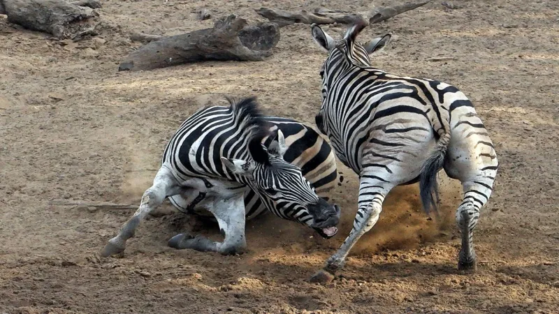 شاهد| لحظات مرعبة لـ «حمار وحشي» يسحل حارسه (فيديو وصور)