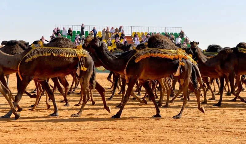 مهرجان «مزايين الإبل».. الفعالية التراثية الأضخم حوال العالم