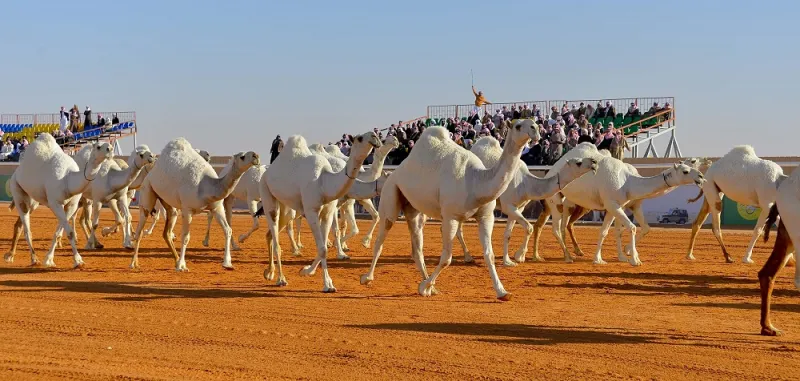 مهرجان «مزايين الإبل».. الفعالية التراثية الأضخم حوال العالم