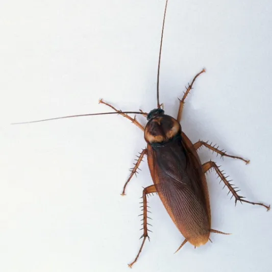 بالفيديو سحب صرصار تسلل إلى دماغ امرأة وظل 12 ساعة