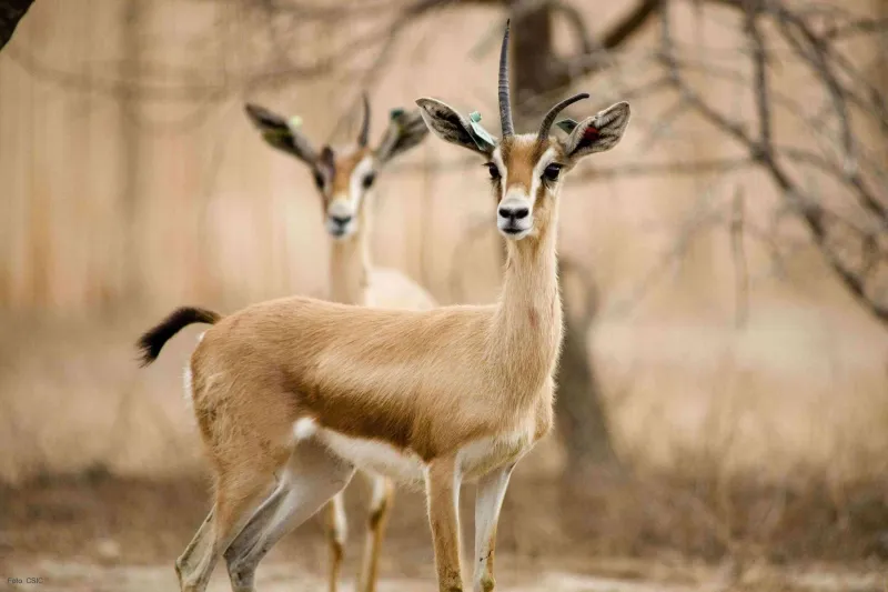 فيديو | اصطاد غزال وأكله.. ولكنه اكتشف المفاجأة!