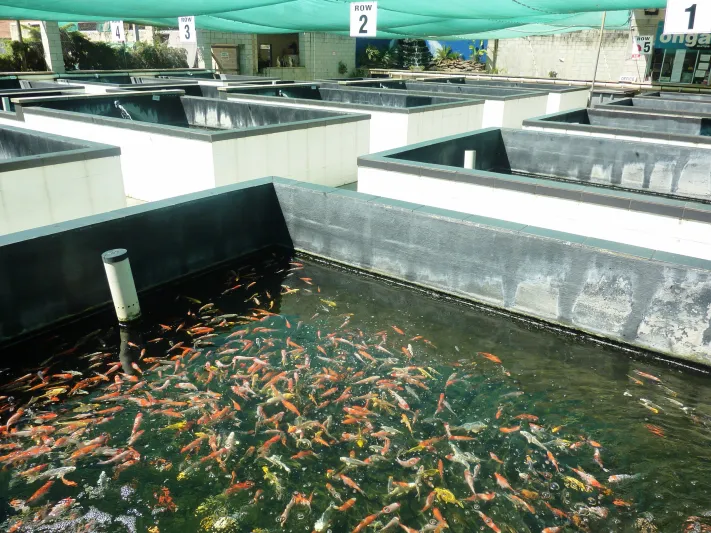 فيديو| «فيش فارم».. أحدث مشروع في دبي