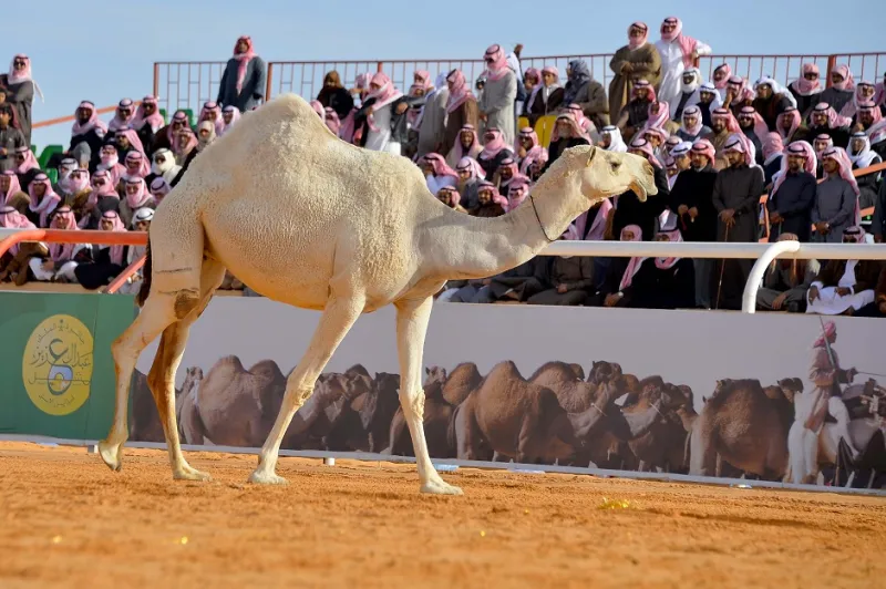 مهرجان الملك عبدالعزيز للإبل يعود بحلّة جديدة.. وجوائزه نحو 115 مليون ريال (فيديو وصور)