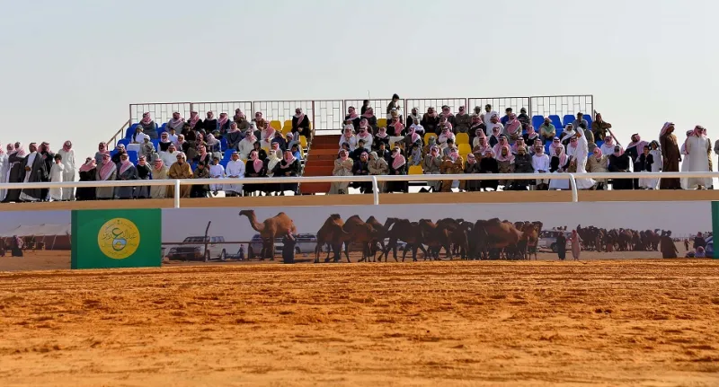 مهرجان الملك عبدالعزيز للإبل يعود بحلّة جديدة.. وجوائزه نحو 115 مليون ريال (فيديو وصور)