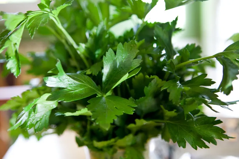 مشروب سحري للتخلص من جرثومة المعدة