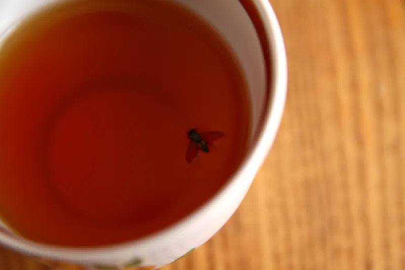 فيديو| عثر على ذبابة بكأس شاي في الطائرة.. فماذا فعل تجاه شركة الطيران؟