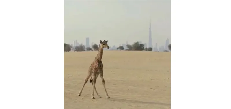 تفاعل كبير مع دعوة حمدان بن محمد لتسمية مولود زرافة  اختر اسما لهذا المولود