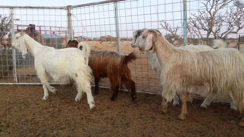 فيديو صادم| تحنط 120 رأس ماعز بعد احتراق المزرعة