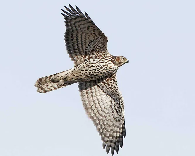 أبطال الحرب العالمية الثناية.. «محاربين من الحيوانات»! 
