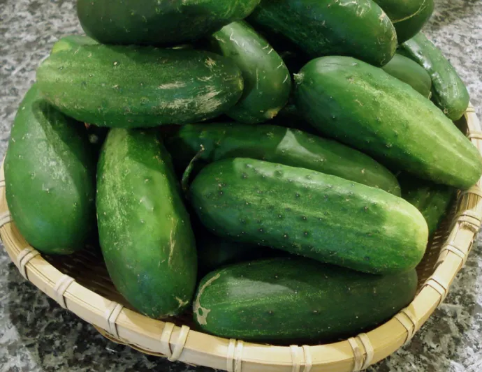 بينها الكرفس والتفاح..تعرف على أطعمة السعرات الحرارية السالبة