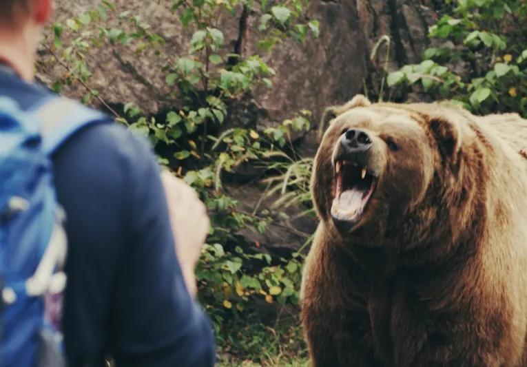 اصطنع الموت إذا هاجمك دب واضرب القرش على أنفه.. 5 خرافات قد تسبب وفاتك