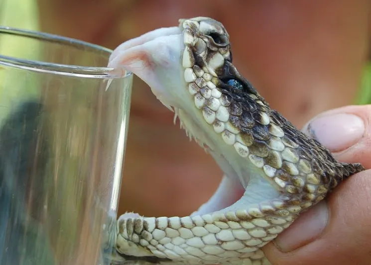 اصطنع الموت إذا هاجمك دب واضرب القرش على أنفه.. 5 خرافات قد تسبب وفاتك